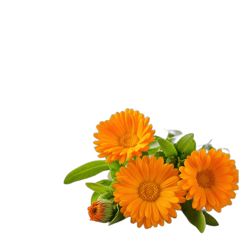 Calendula