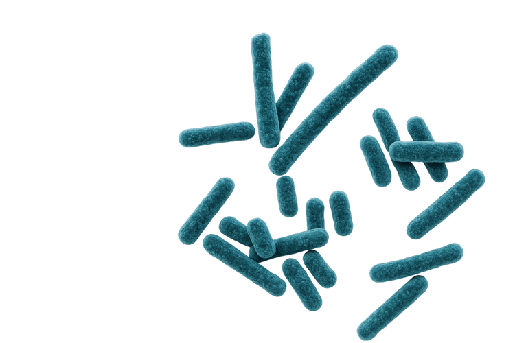 Ingrédient immunite-chat