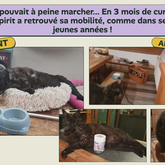 Avant/apres - mobilite retrouvee (articulation chat)