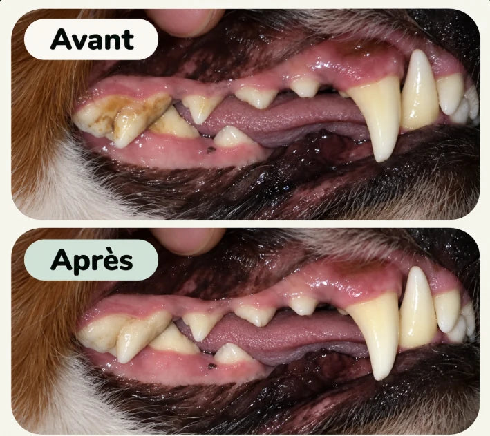 C'était important pour moi de suivre l'évolution du tartre et ainsi lui éviter le déchaussement de ses dents ou un détartrage tous les ans avec le vétérinaire.