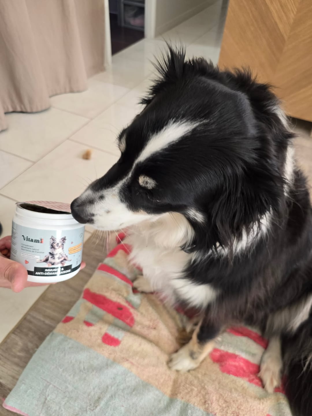 Chien découvrant les friandises Vitamii Immunité et Anti-Démangeaisons