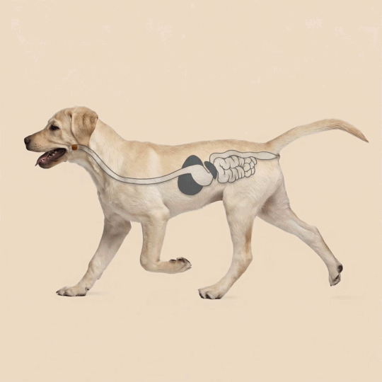 Animation du lien entre l’intestin, les défenses naturelles et la peau chez le chien